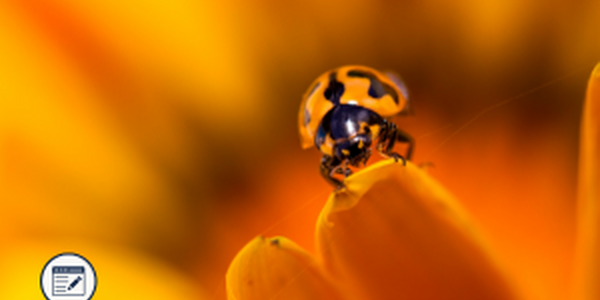 Lady Beetle